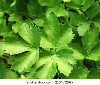 Close-up Apium Graveolens Garden Fresh Vegetables