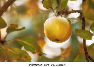 Closeup Of An Apple Growing On A Tree For Harvest In A Sustainable Orchard. Juicy, Nutritious And Ripe Produce Growing Seasonally On A Fruit Farm. Fresh And Organic Crops In A Thriving Garden