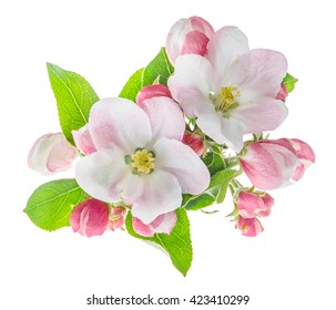 Closeup of apple tree blossoms with green leaves. Spring flowers isolated on white background