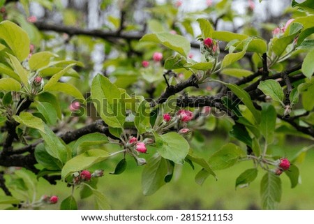 Close-up of apple tree branches with pink flower buds and fresh green leaves in a spring orchard. Natural seasonal background symbolizing blooming, gardening, agriculture, fruit production, and new