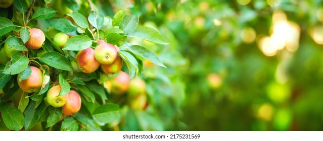 Closeup Of Apples Growing On A Tree In A Sustainable Orchard On A Sunny Day Outdoors. Juicy, Nutritious, And Fresh Organic Fruit Growing In A Scenic Green Landscape. Ripe Produce Ready For Harvest