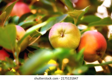 Closeup Of Apples Growing In A Sunny Orchard Or Farm Outdoors. Fresh Raw Fruit Being Cultivated And Harvested From Trees With Leaves In A Garden. Nutritious And Ripe Produce Ready To Be Picked