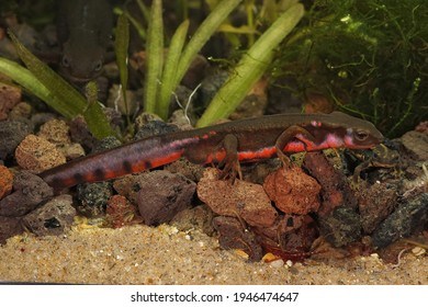 Closeup of an aquatic , colorful male Japanese firebelied newt, Cynops pyrrhogaster 