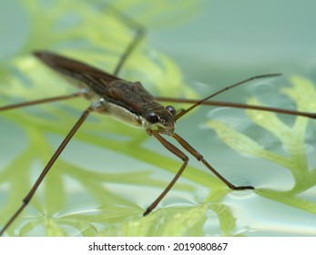 close-up of an aquatic water strider (Gerridae species) on the surface of water with aquatic plants - Powered by Shutterstock