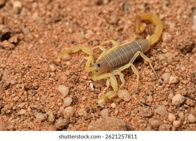 Primer plano del escorpión de arena árabe Compsobuthus henrii, una nueva especie de Arabia Saudita, fotografiada en la arena del desierto.