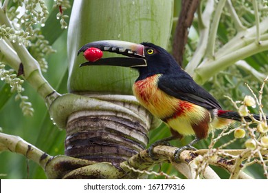 Closeup Of An Aracari Toucan In The Rain Forest Of Belize