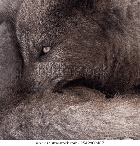 A closeup of Arctic Fox with thick brown fur, Hornstrandir Nature Reserve, Iceland