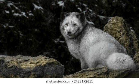 A close-up of an arctic fox (Vulpes Lagopus) sitting on a rock looking at the camera - Powered by Shutterstock