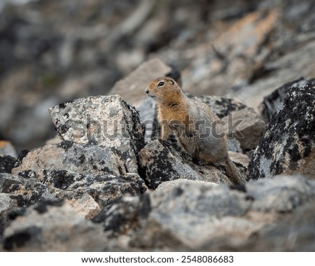 A closeup of an Arctic ground squirrel perched on the stones against the blurred background