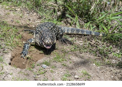 Closeup Argentina Black White Tegu Eating Stock Photo 2128658699 ...