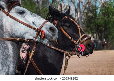 Close-up Of Argentine Gaucho Horses.