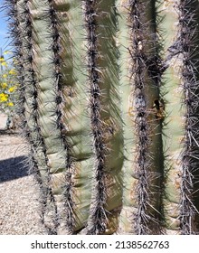 Closeup Of An Arizona Saguaro Cactus 