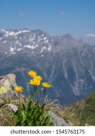 Close-up of Arnica montana flowers in the Alps, mountains in the background