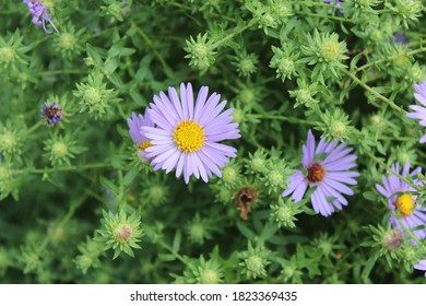 Closeup Of Aromatic Aster In Early Autumn