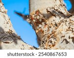 Close-up of aromatic resin of the Frankincense Tree, a centuries-old symbol of Oman