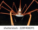 Close-up of arrow crab on a reef at night under the sea.