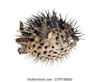 close-up artificial sea urchin with black spots on a white background