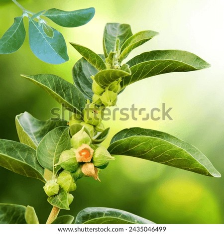 Close-up of the Ashwagandha plant, known for its Ayurvedic benefits, featuring vibrant green leaves and Withania somnifera fruit. Herbal wellness concept.