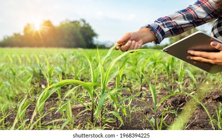 Close-up, Asian farmer using a tablet to check the growth of young corn on corn field. She use technology to save to get great productivity and  extension of agriculture. Evening with sunset. - Shutterstock ID 1968394225