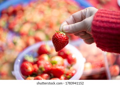 Closeup of asian a female hand holding a large, fresh, organic strawberry berry, selective focus