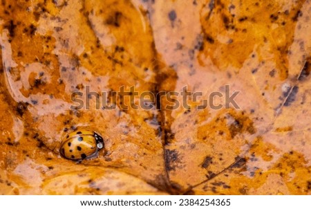 Close-up of an asian ladybug that is resting on a wet orange autumn leaf on a cold rainy day in october.