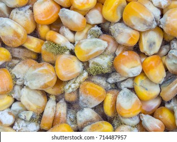 Close-up Of Aspergillus Flavus And A. Parasiticus Producer Of Aflatoxins In Corn Used For Food And Animal Feed.