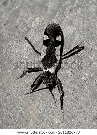 Close-up of an assassin bug (Acanthaspis sp.) resting on a plant, showcasing its elongated body, long legs, sharp rostrum, and predatory behavior in its natural habitat.