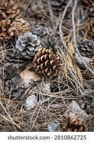 Close-up of assorted pine cones scattered among dried needles and twigs on the forest floor.