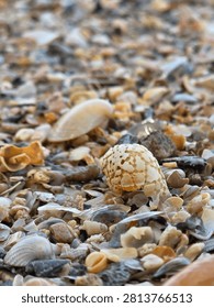 Close-Up of Assorted Seashells and Crushed Shells on a Beach