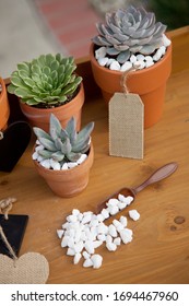 Closeup of assorted succulent plants and clay pots on garden bench ready for planting season. - Shutterstock ID 1694467960