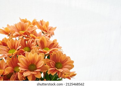 Close-up Of Astereceae Family (Tithonia Rotundifolia) Orange Flowers And Green Leaves. Flower Detail. Floral Background And Wallpaper.