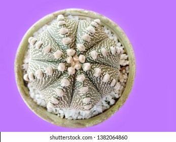 Close-up Astrophytum Asterias Cactus Isolated On Purple Background. Common Names Include sand Dollar, sea Urchin, star Cactus and star Peyote.