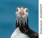 Close-up of an Atlantic puffin holding fish in its beak against a blue background, showcasing vibrant colors and sharp details.