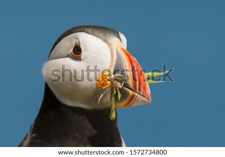 Close-up of Atlantic puffin with nesting material in the beak, Fair isle, Scotland, UK