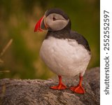 Close-up of an Atlantic Puffin perched on a moss-covered rock, surrounded by green vegetation
