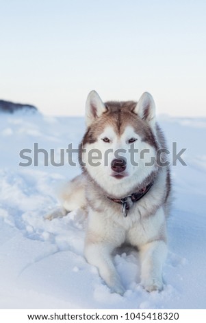Close-up of attentive dog breed siberian husky is lying on the snow at sunset and looking to the camera. Beautiful Husky topdog is on the ice floe of the frozen Okhotsk sea