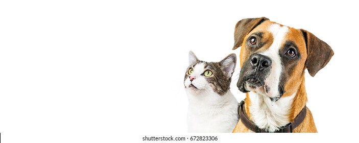 Closeup of attentive mixed breed Boxer dog and cat together looking up into blank white copy space on a horizontal website or social media banner.