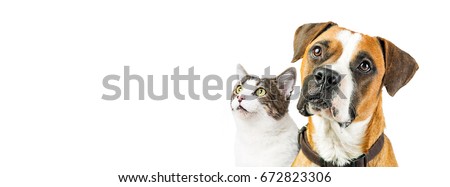 Closeup of attentive mixed breed Boxer dog and cat together looking up into blank white copy space on a horizontal website or social media banner.