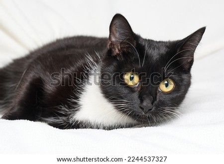 Close-up of an attractive colored cat on the bed. Portrait of a cat.