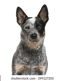 Close-up of an Australian Cattle Dog in front of a white background
