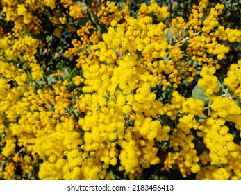 Close-up Of Australian Golden Wattle Acacia Plant