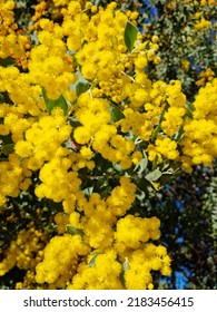 Close-up Of Australian Golden Wattle Acacia Tree