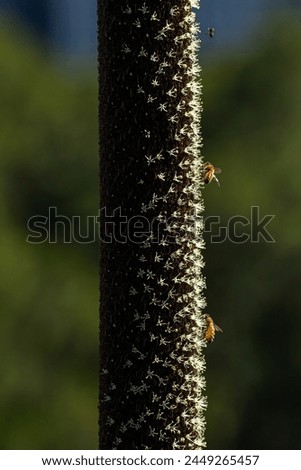 Close-up of an australian native grasstree flower spike with bees