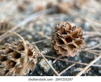 Closeup Of An Australian Pine Tree Seed.