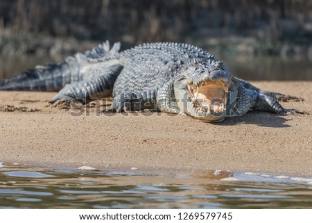 Close-up of an Australian saltwater crocodile with an open mouth at Daintree River, Queensland - 
