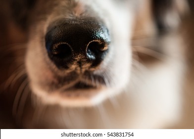 Close-up Australian Shepard Nose Sniffing