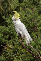 Closeup Of Australian Sulphur-crested Cockatoo (Cacatua Galerita)