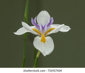 Closeup Australian Wild Iris Fairy Iris Stock Photo 731927434 ...