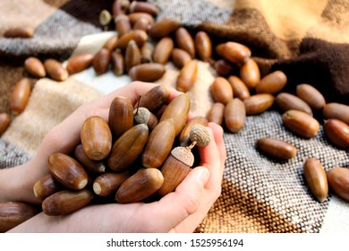 A close-up of a autumn acorns handful in child's hands against the background of a plaid and many acorns with a blurred background
