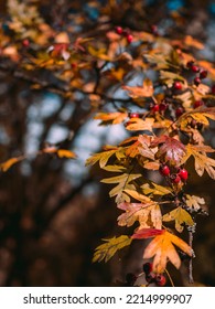 Close-up Of An Autumn Hawthorn Branch: Red Hawthorn Berries And Autumn Small Orange Leaves. No People. Copy Space. Vertical. Autumn On The Tree